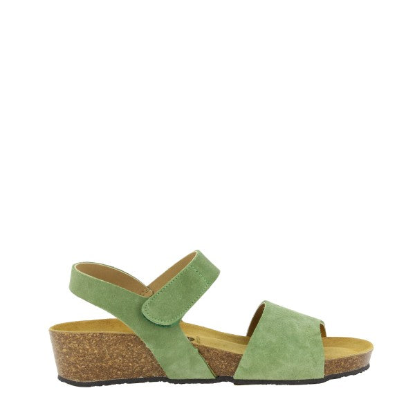 Plakton 416342 ALOE